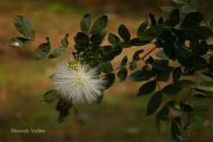 Calliandra haematocephala